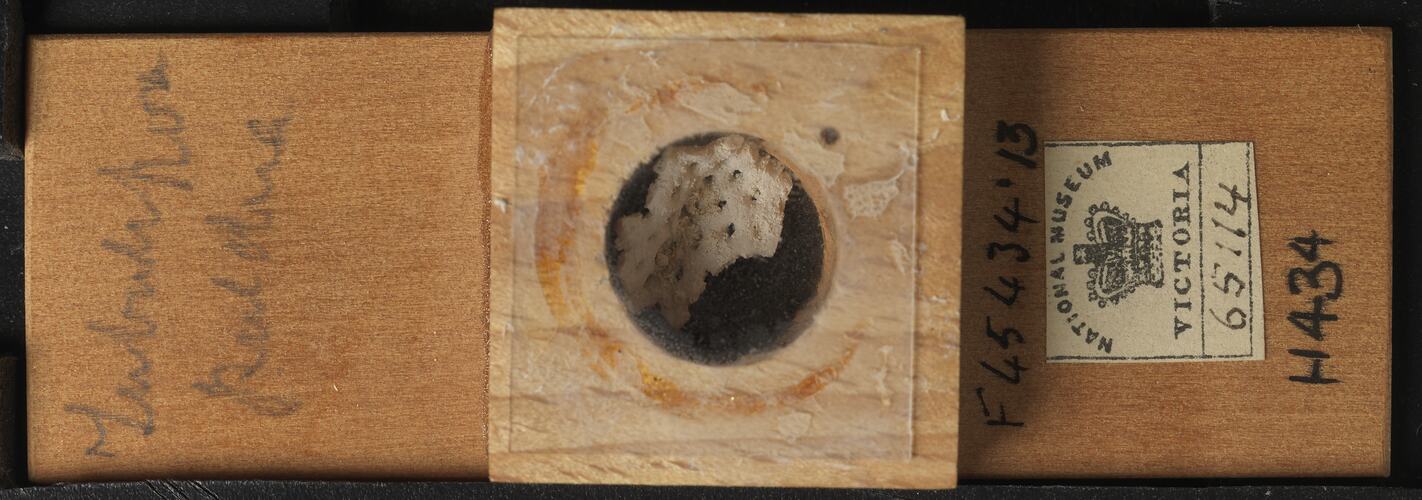 Bryozoan specimen in wooden microslide with handwritten labels.