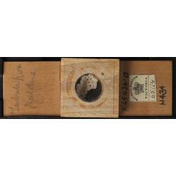 Bryozoan specimen in wooden microslide with handwritten labels.