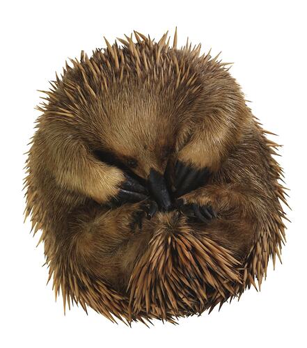 Curled up Echidna specimen, ventral view.