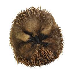 Curled up Echidna specimen, ventral view.
