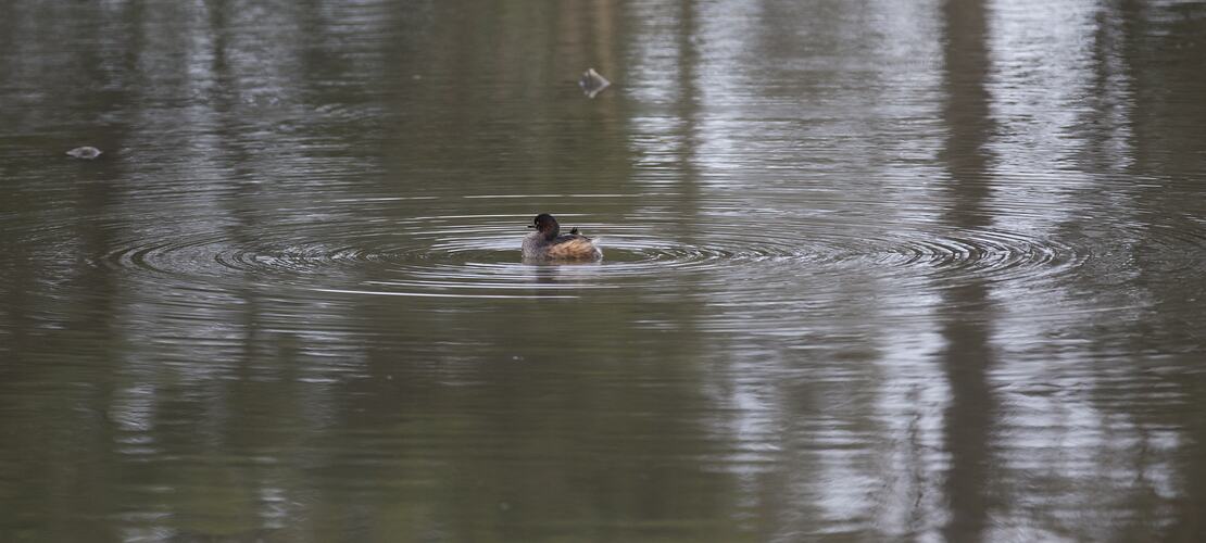 Brown water bird swimming in lake.