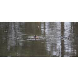 Brown water bird swimming in lake.