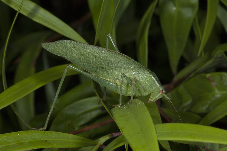 Green leaf-shaped Katydid on leaf blade.