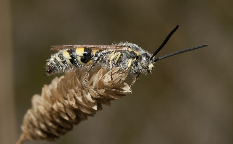 Black and yellow wasp on seed head.