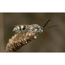 Black and yellow wasp on seed head.