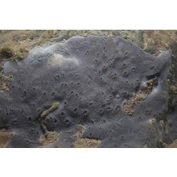 <em>Stratospongilla lanei</em>, freshwater sponge. Mitchell River National Park, Victoria.