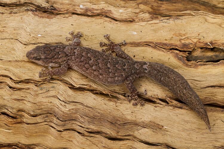 Dorsal view of mottled brown gecko.