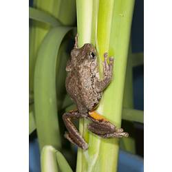 Brown frog with orange thighs climbing reed.