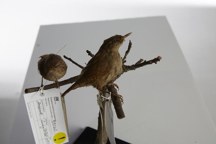 <em>Troglodytes troglodytes</em>, Winter Wren, mounts.  Registration nos. 58161 (right) & 58162 (left).