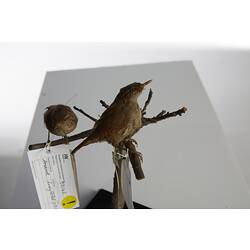 <em>Troglodytes troglodytes</em>, Winter Wren, mounts.  Registration nos. 58161 (right) & 58162 (left).