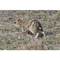 Brown bandicoot in motion across dry grass.