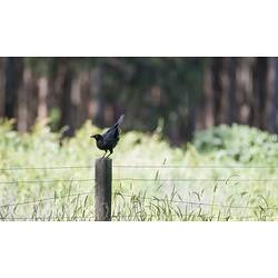 Black bird sitting on fence post it just landed on.