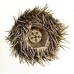 <em>Heliocidaris erythrogramma</em>, sea urchin. [F 82924]