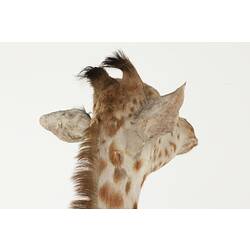 Detail of head of juvenile giraffe specimen, rear view.