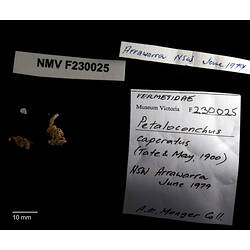 Irregularly coiled snail shells beside specimen labels.
