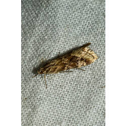<em>Achyra affinitalis</em>, moth. Murray Explored Bioscan.