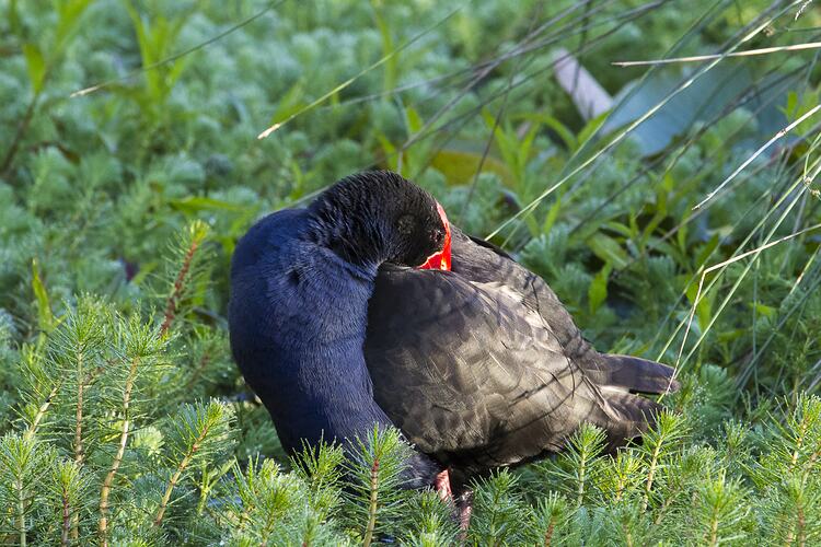 Purple and black bird sitting on ground, red beak buried in feathers on back.