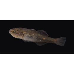 Carp Gudgeon.