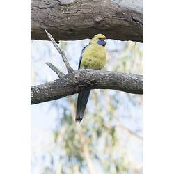 Yellow parrot on branch.