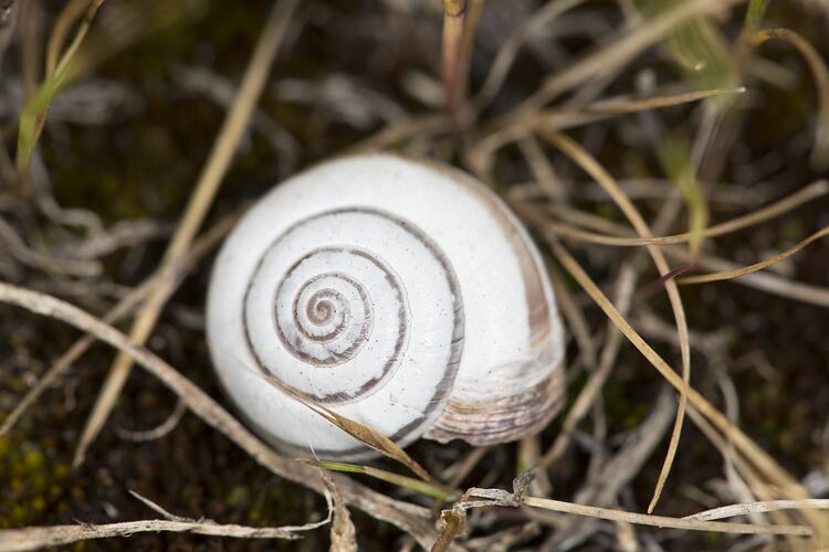 <em>Cernuella virgata</em>, land snail. Murray Explored Bioscan.