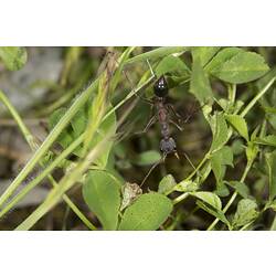<em>Myrmecia</em> sp., bull ant. Murray Explored Bioscan.