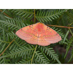 Pinky-orange moth on a plant.