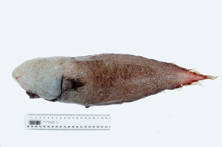 Side view of white and brown-red fish.