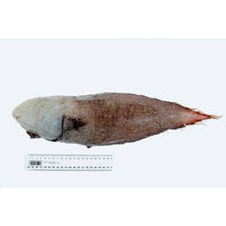 Side view of white and brown-red fish.