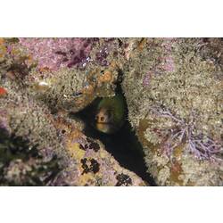 Moray eel in rock crevis.