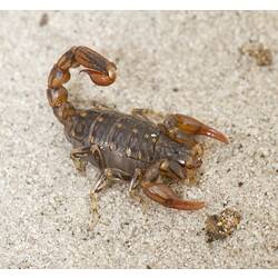 Southern or Wood Scorpion.
