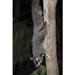Side view of grey glider running down tree trunk.