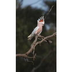 Side view of pink and white cockatoo on branch, crest raised.