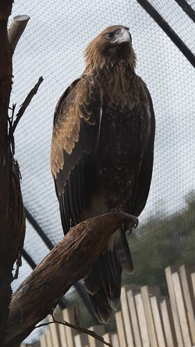 Eagle perched in captive.