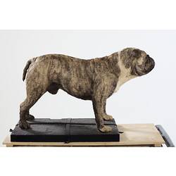 Side view of taxidermied bulldog specimen.