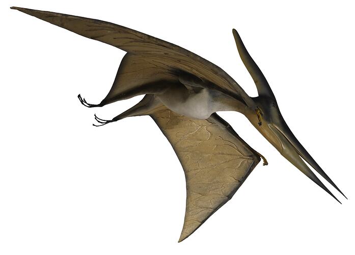 Pterosaur model.