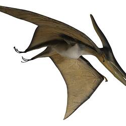 Pterosaur model.