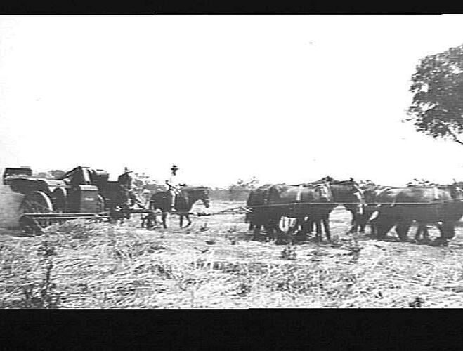 [EDITED FROM ACCOMPANYING LETTER]: `GRAYFIELD', KELVIN, GUNNEDAH. MR. PERRETT. [LETTER DESCRIBES HOW A DAMAGED & FLATTENED CROP WAS HARVESTED WITH A `SUNLIGHT' HEADER, WHEN PREVIOUSLY SUCH A CROP WAS BURNT BECAUSE IT WAS `NOT POSSIBLE TO HARVEST'. 15 PHOT