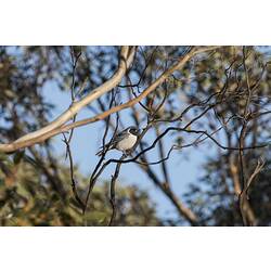 Masked woodswallow.