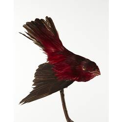 Red taxidermied bird specimen.