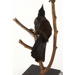 Rear view of black and white bird specimen mounted on branch,