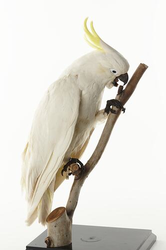 Side view of sulphur-crested cockatoo mounted on narrow branch,
