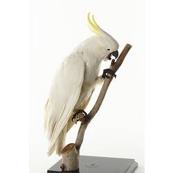 Taxidermied Mount - Sulphur-crested Cockatoo, <em>Cacatua galerita galerita</em>