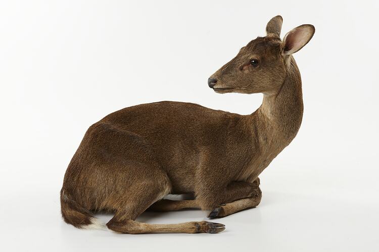 Taxidermied deer specimen mounted lying down.