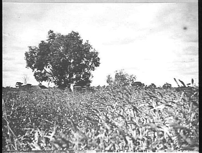 PHOTO TAKEN THOMPSON BROS' FARM, KERANG: 8 FT. HEADER IN MILLET: MARCH 1924