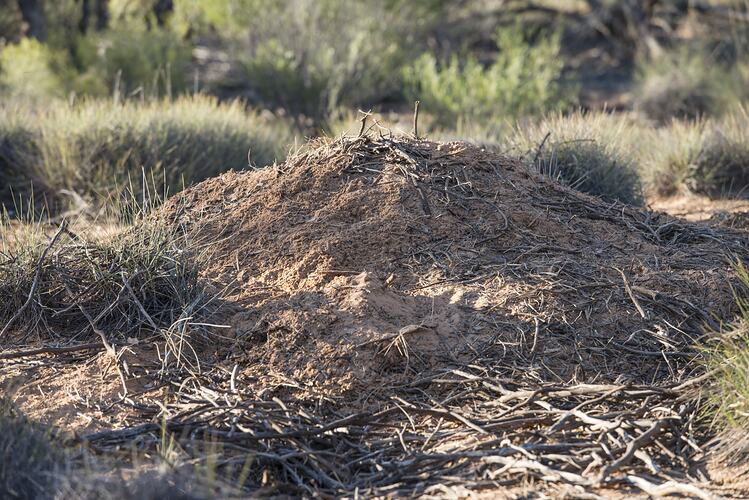 Mound of dirt, a nest.