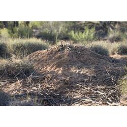 Mound of dirt, a nest.