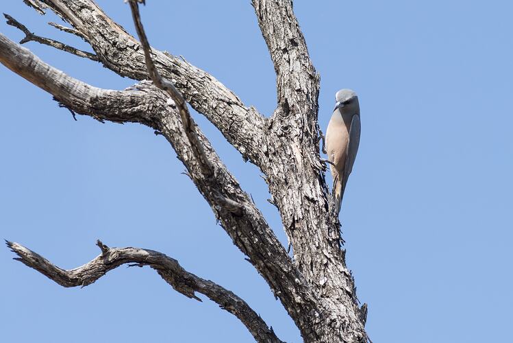 Pale pink and grey bird on a trunk.