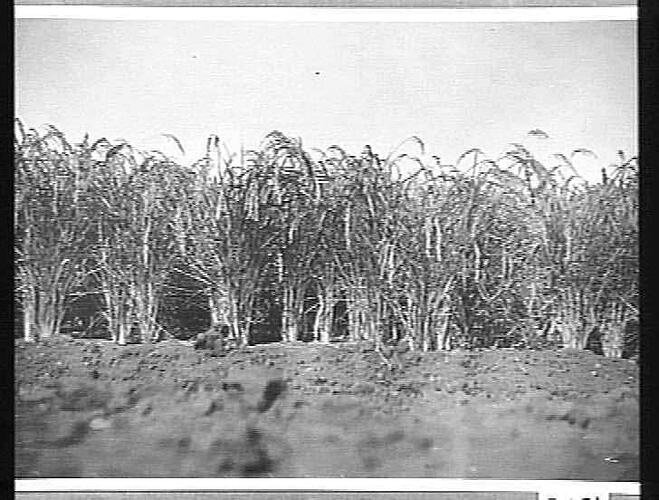HEADER IN RICE ON MR. BLANCO'S FARM, LEETON: APR 1927