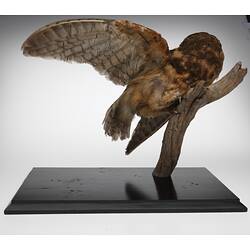Owl specimen mounted with one wing open.