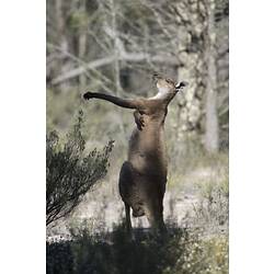 Grey kangarooon on hindlegs, sctarching under one arm, viewed from behind.